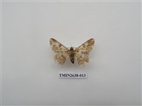 藏品(尺蛾165)的圖片